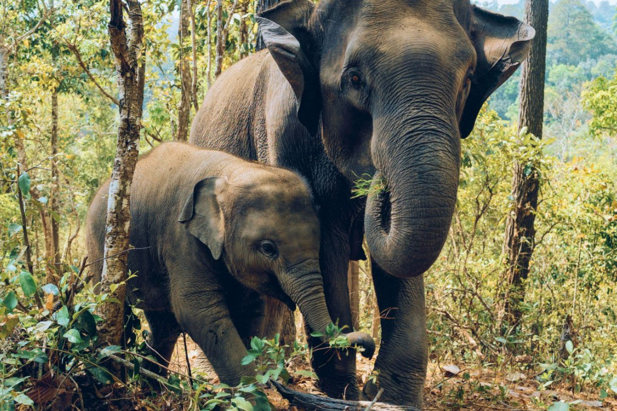 Elephant Valley - World Mate Travel