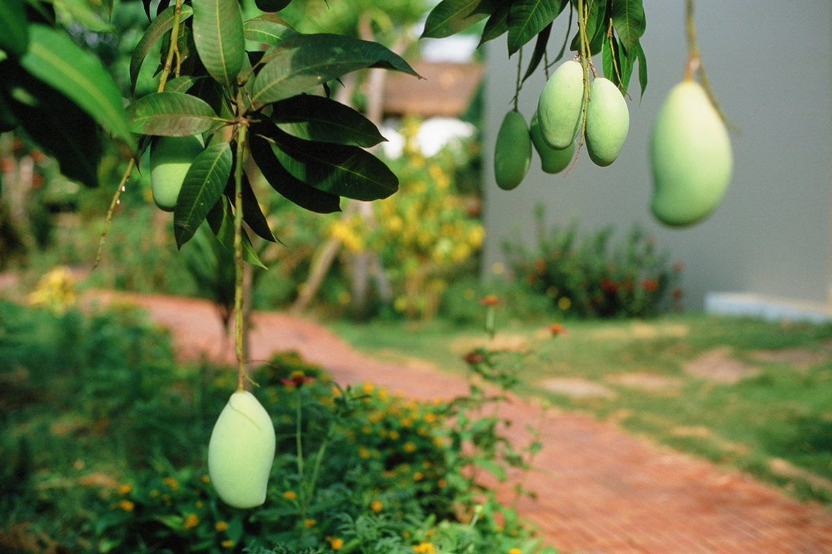 Mango Rain Season in Cambodia