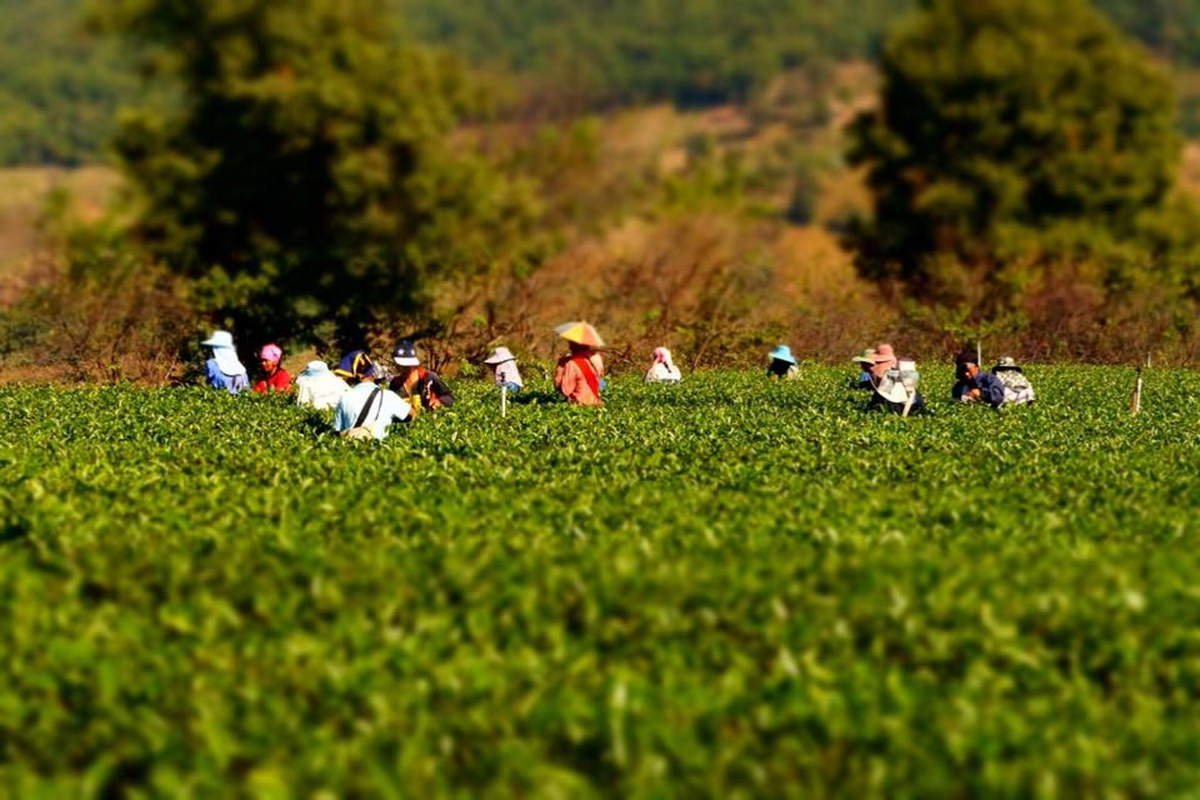 Rolling tea plantations in Doi Mae Salong