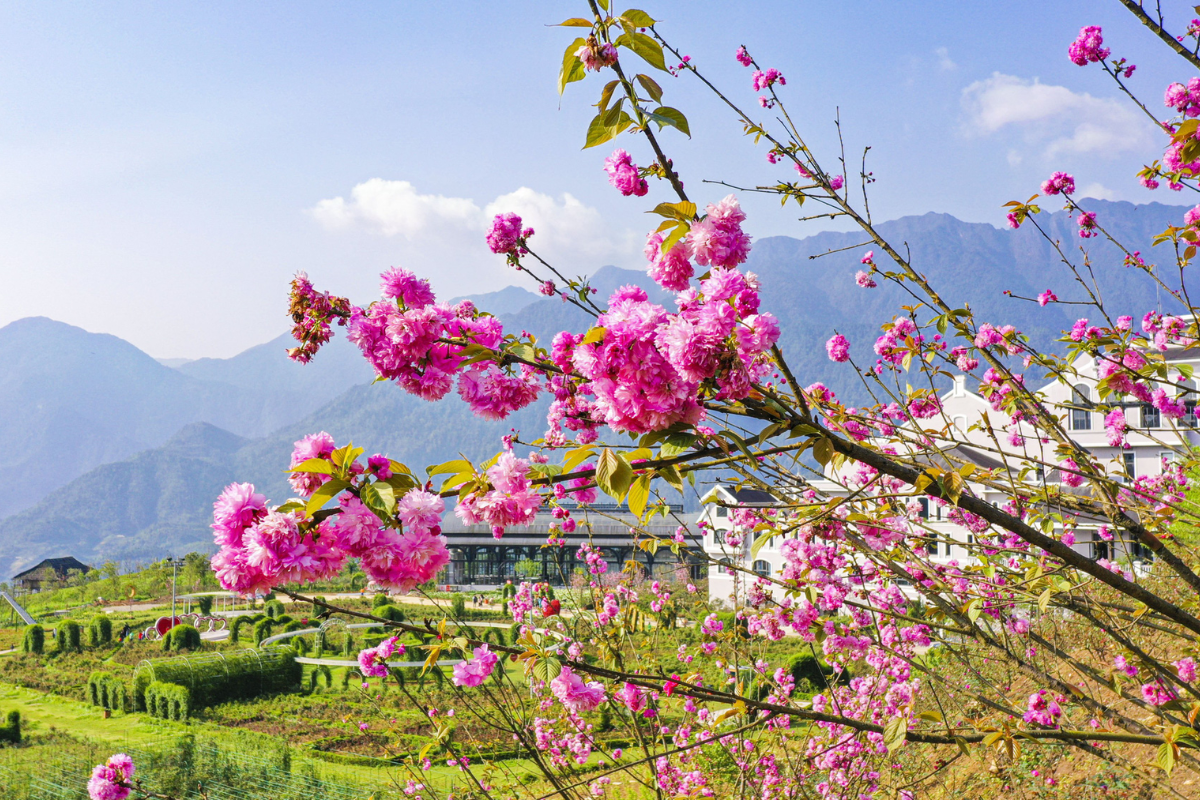 Azalea flowers in full bloom in Sapa