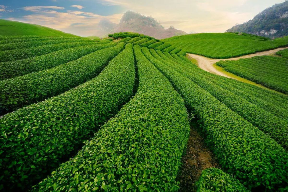 View of Cau Dat Tea Hill with rolling green tea rows and blue sky