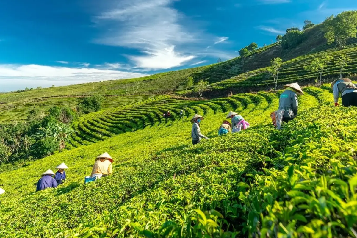 Vast green tea fields at Cau Dat Tea Hill