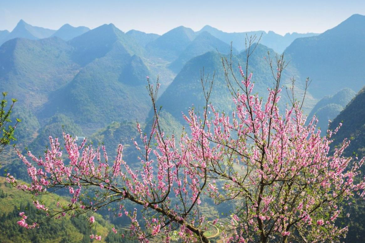 Cherry blossoms blooming in Ha Giang