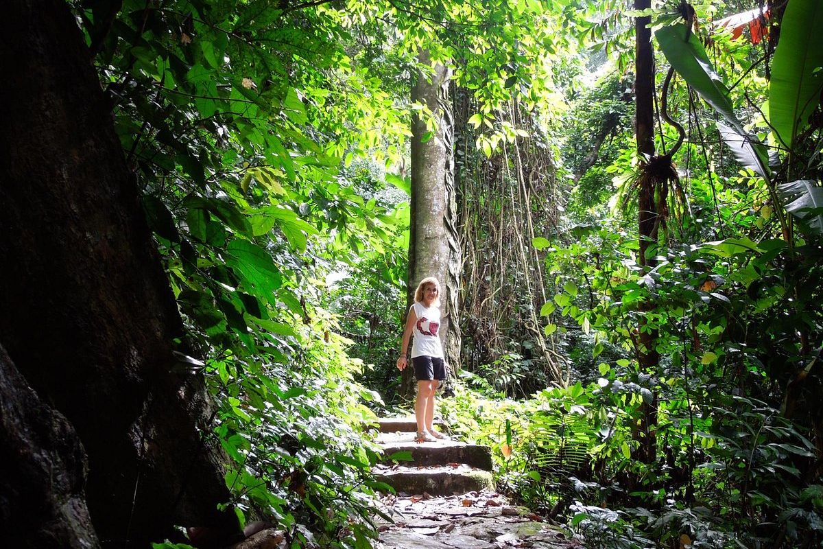 Lush rainforest and diverse wildlife in a national park in Vietnam