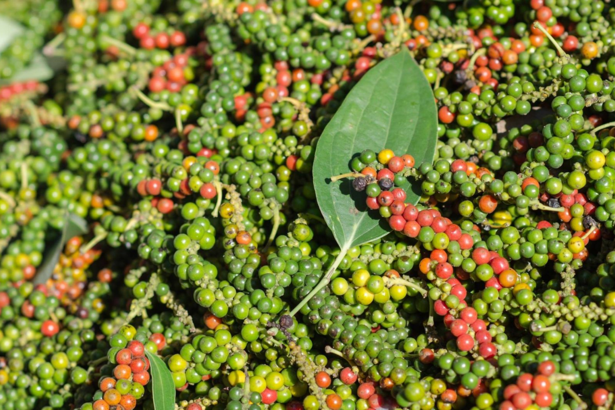 Duc Ninh Pepper Farm