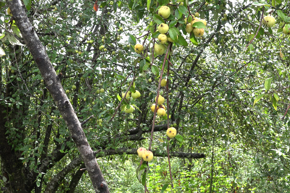 Freshly harvested docynia indica fruit in Sapa