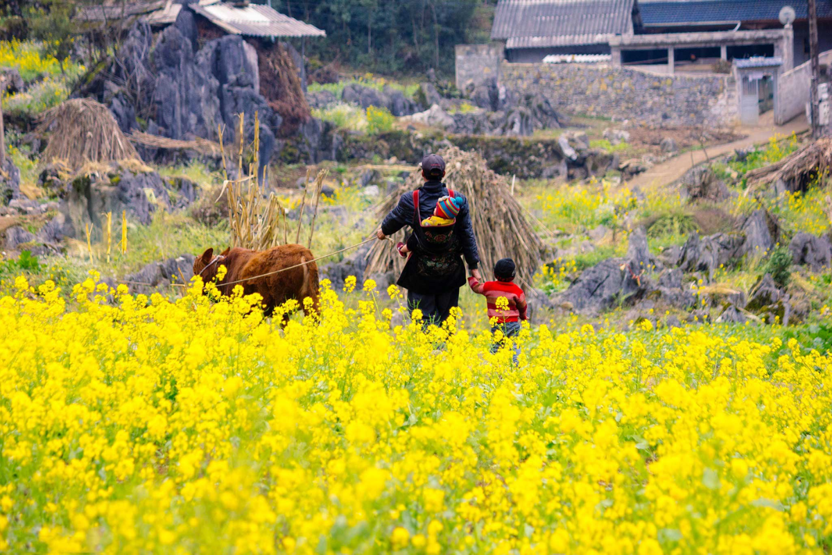 Golden mustard flower fields in Ha Giang