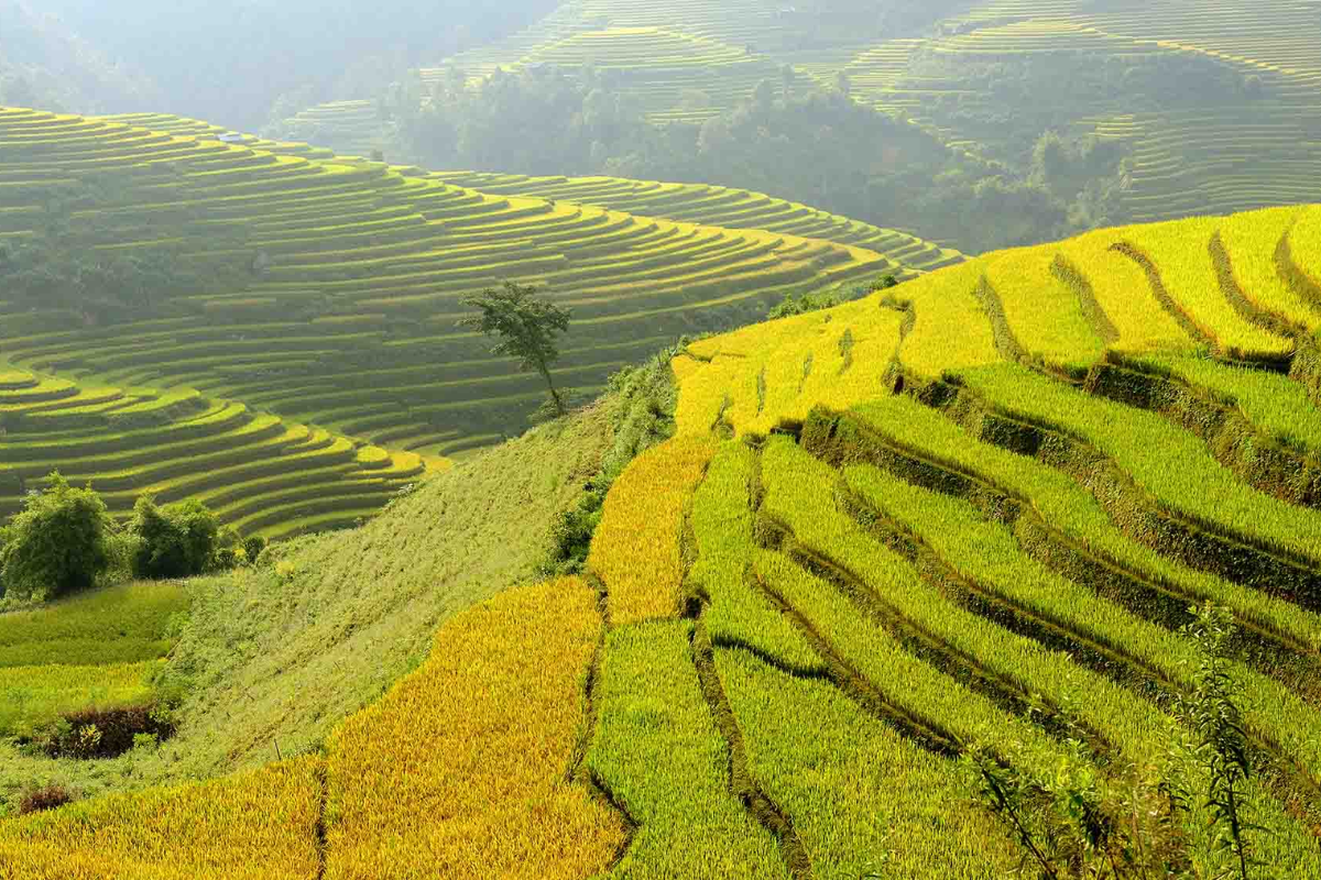 Golden rice terraces in Hoang Su Phi, Ha Giang