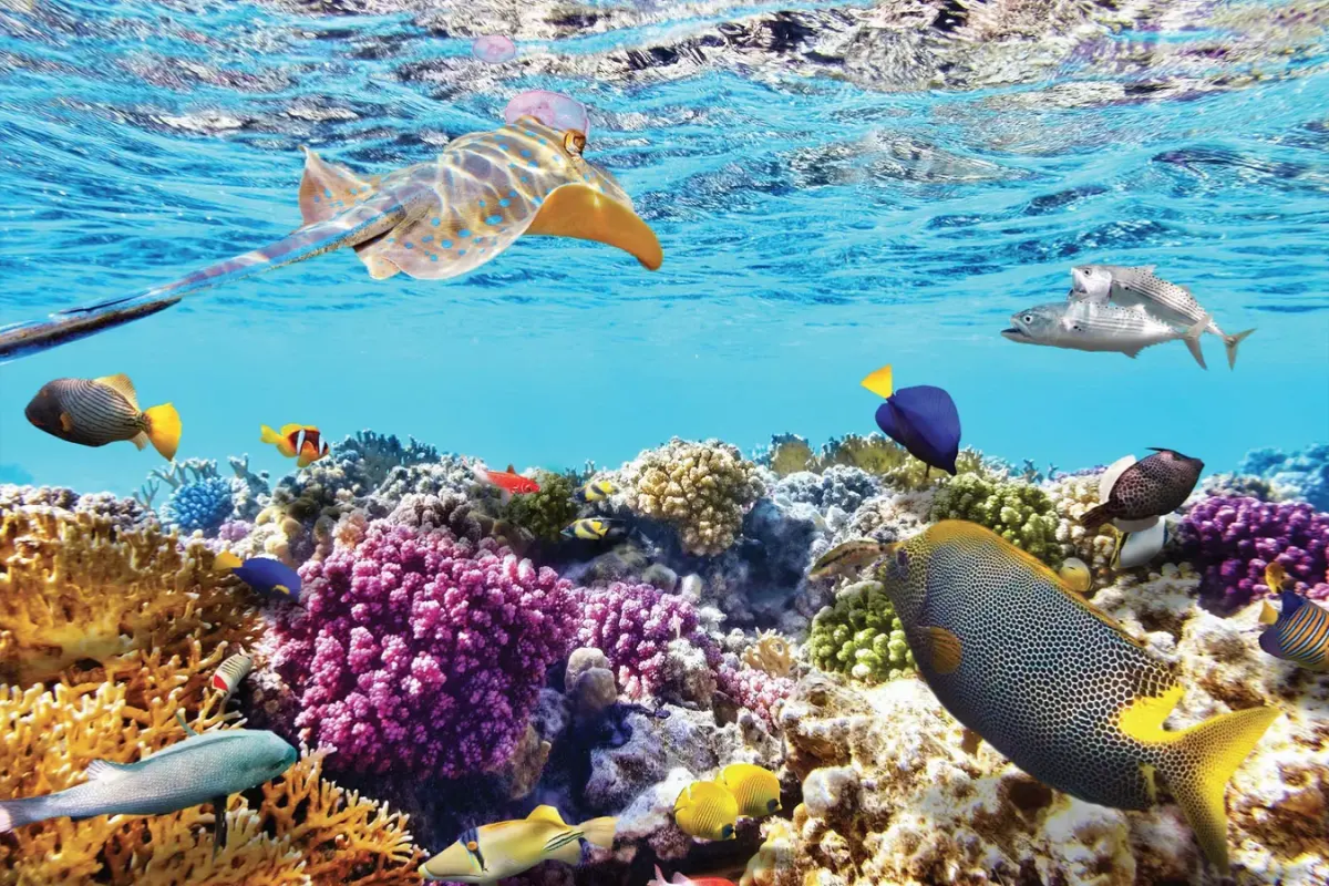 Coral reef and clear waters around Hon Mun Island in Nha Trang