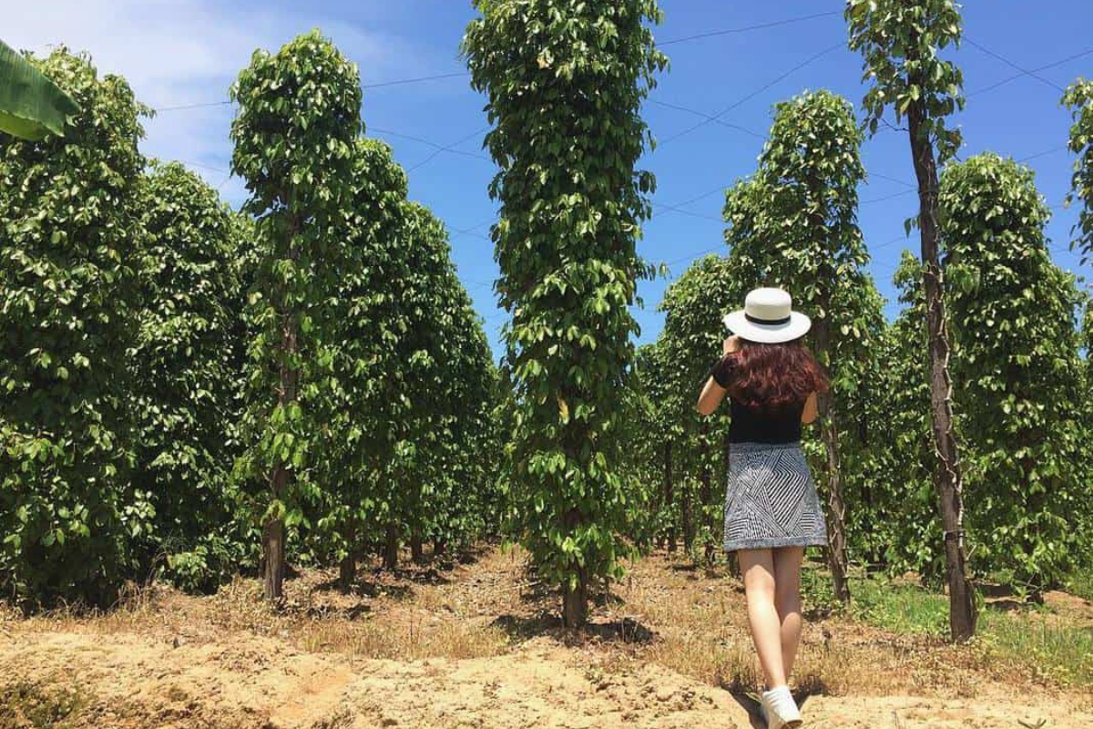 Huynh Thi Pepper Farm