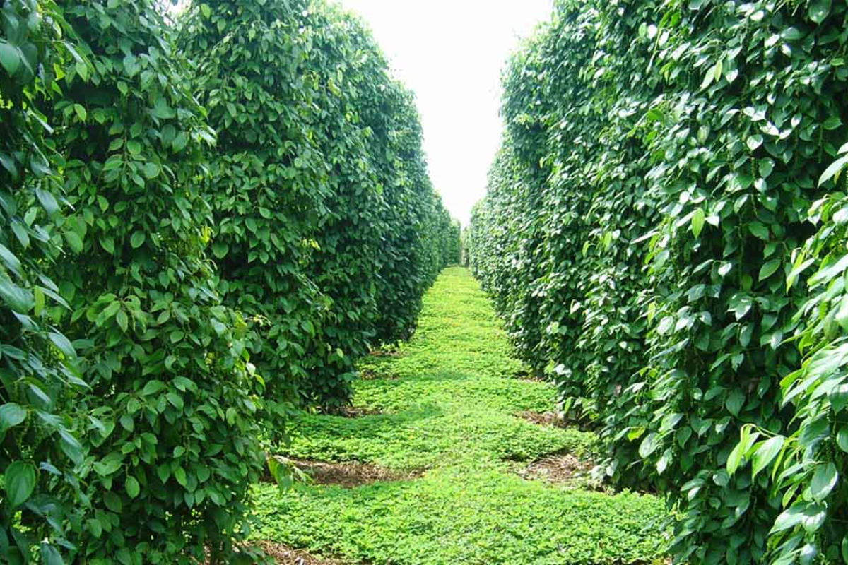 Khu Tuong Pepper Farm