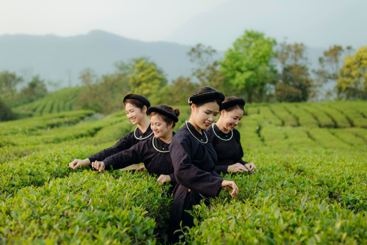 Kolia Tea Planation - Wolrd Mate Travel