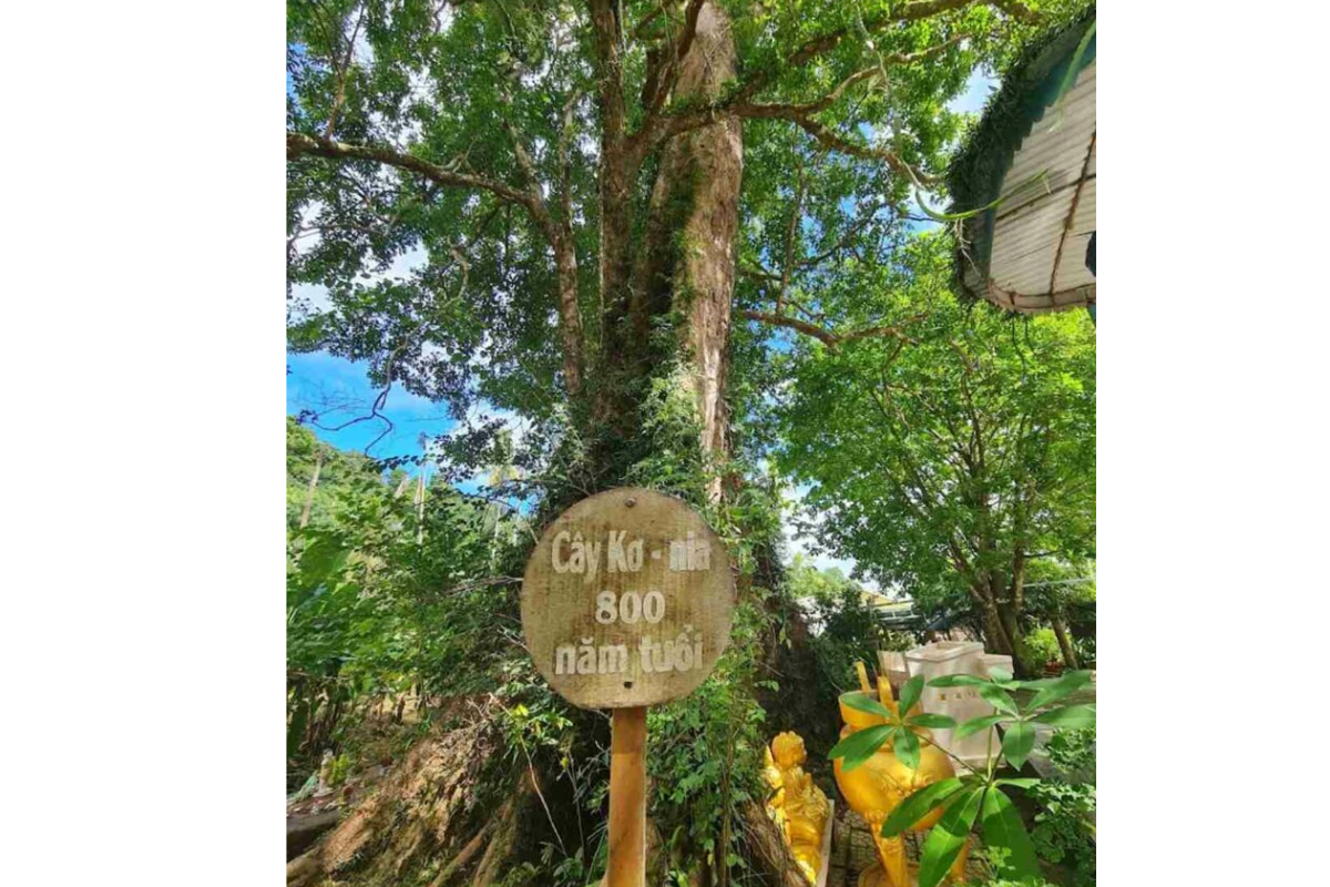 200-year-old Konia tree at Su Muon Pagoda