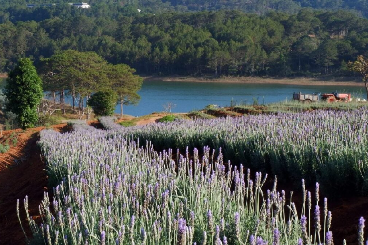 Lavender garden near Tuyen Lam Lake with mountain backdrop