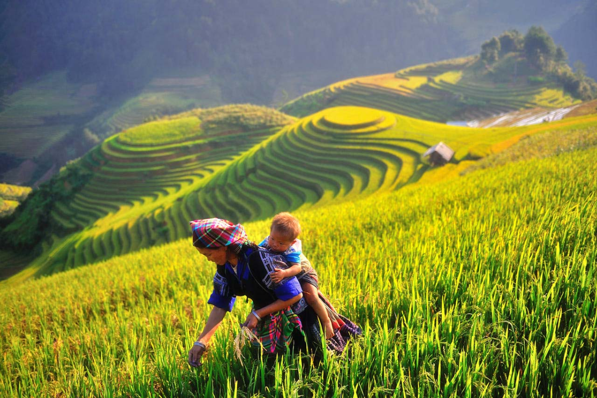 Local farmers harvesting rice in Sapa