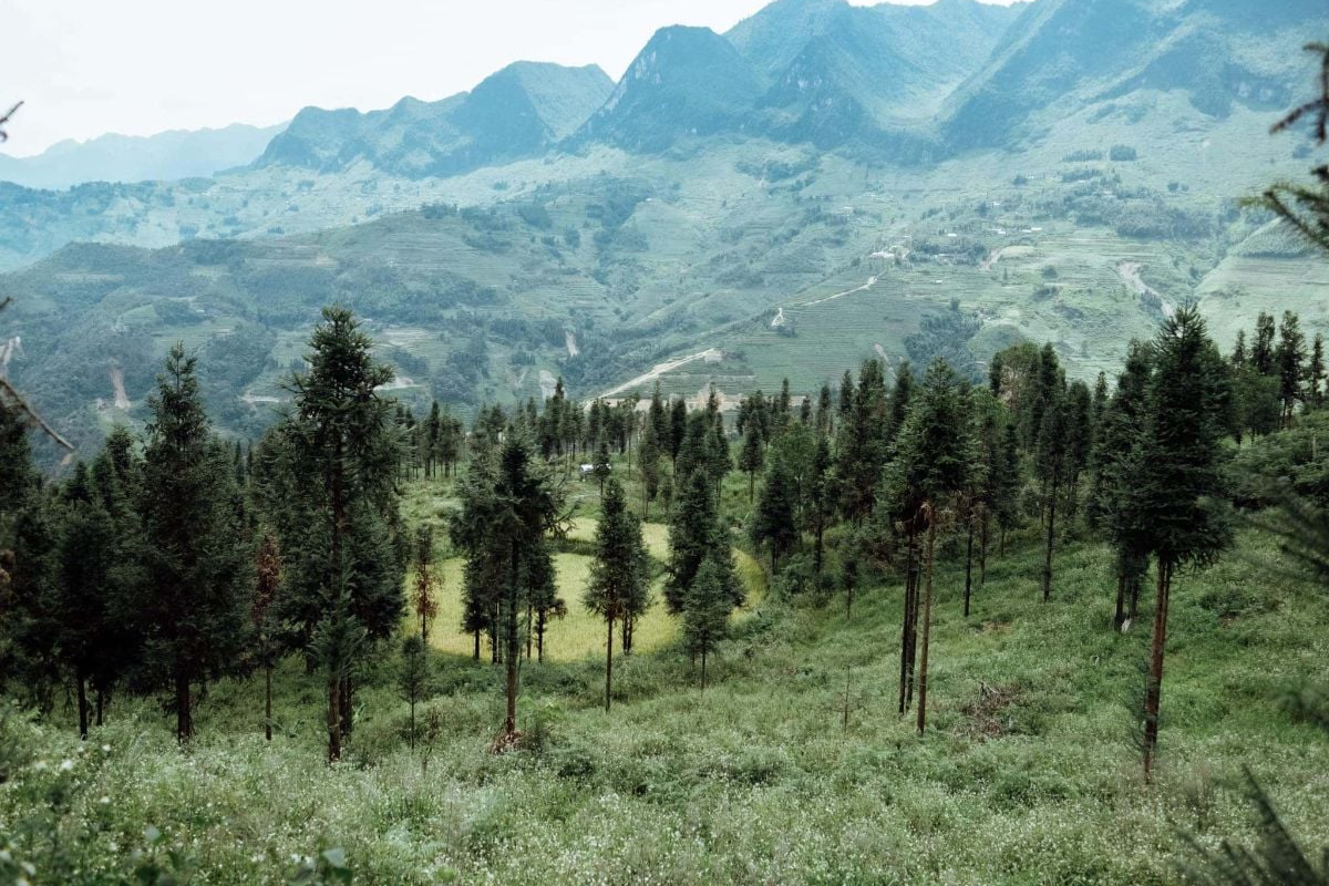 Lush Yen Minh Pine Forest with misty atmosphere