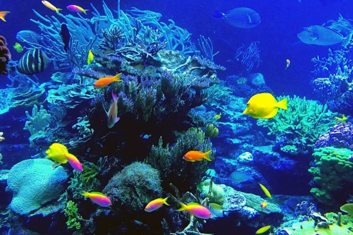 Aquarium tank at the National Oceanographic Museum with colorful coral and fish