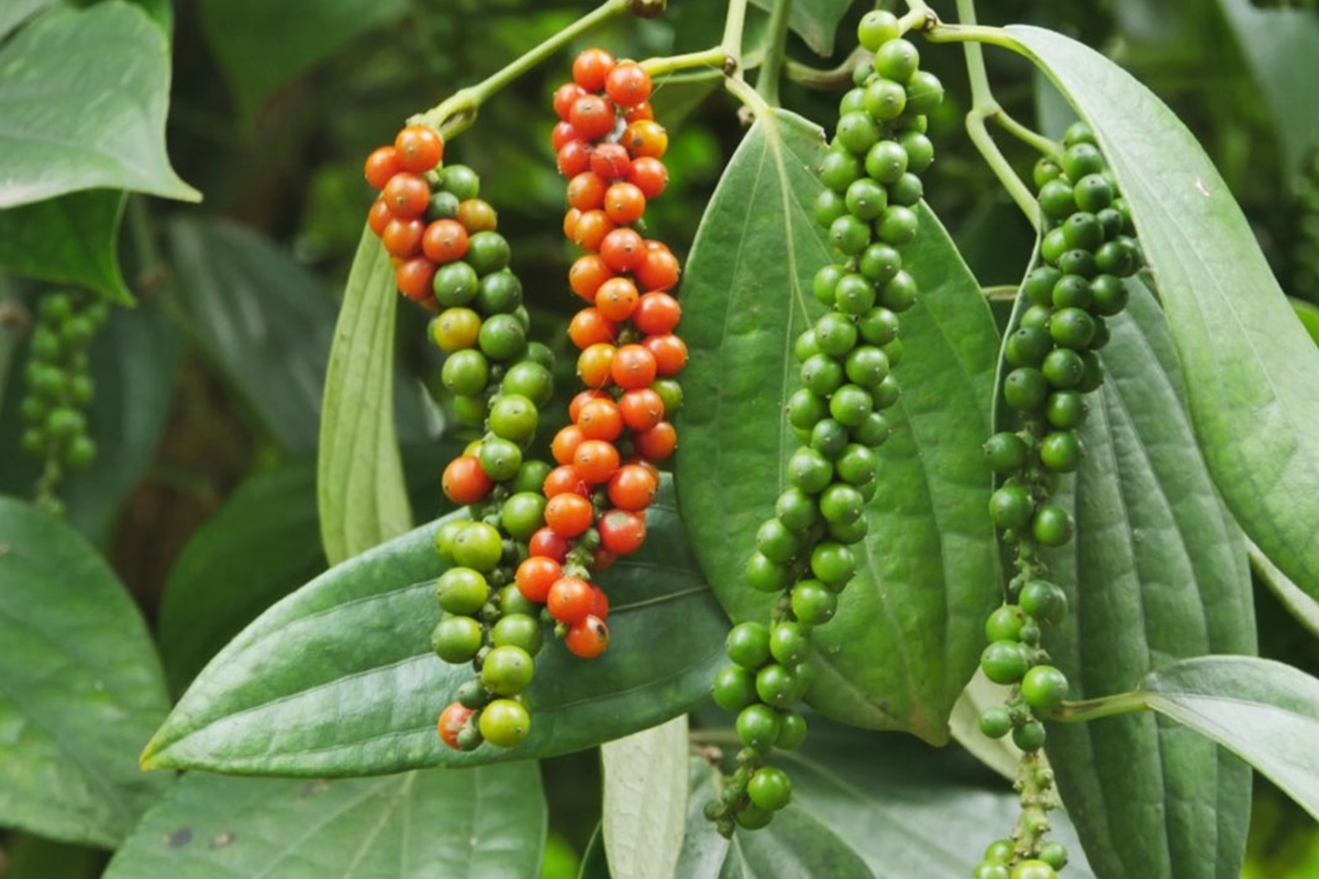 Ngoc Ha Pepper Farm