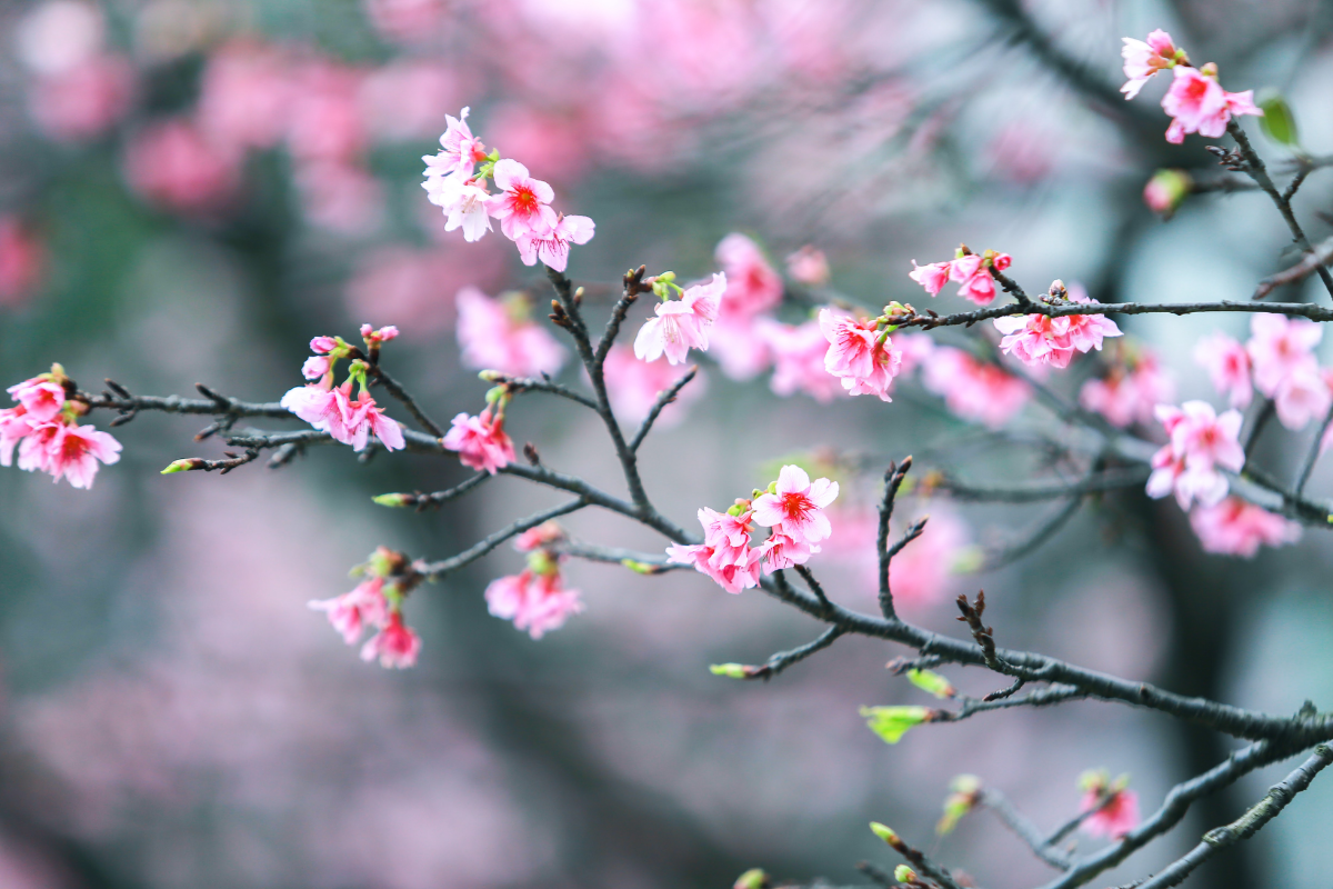 Peach blossoms in Hanoi during spring season