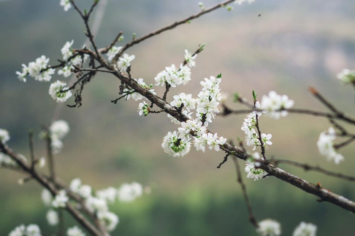 Pear blossoms blooming in Sapa Vietnam