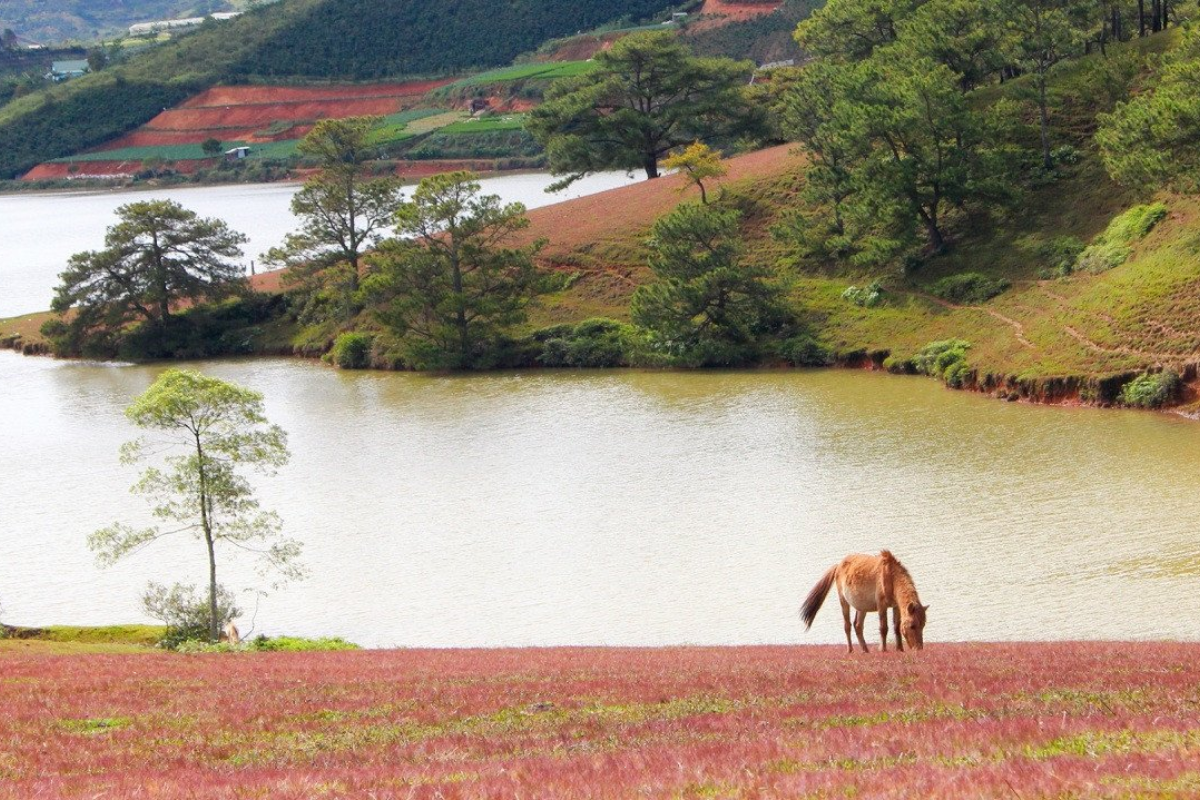 Pink grass field near a lake under morning sunlight in Da Lat