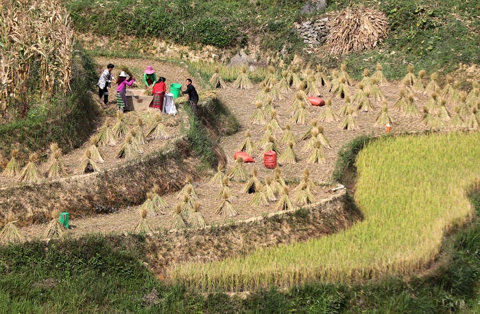 Each season in Thèn Pả Village carries its own unique beauty. Photo: Hồng Vĩnh