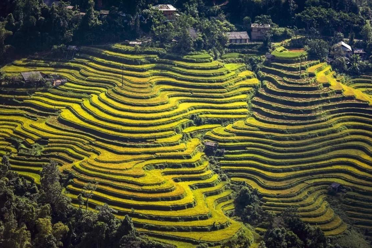 A panoramic view of Thong Nguyen rice terraces in Ha Giang