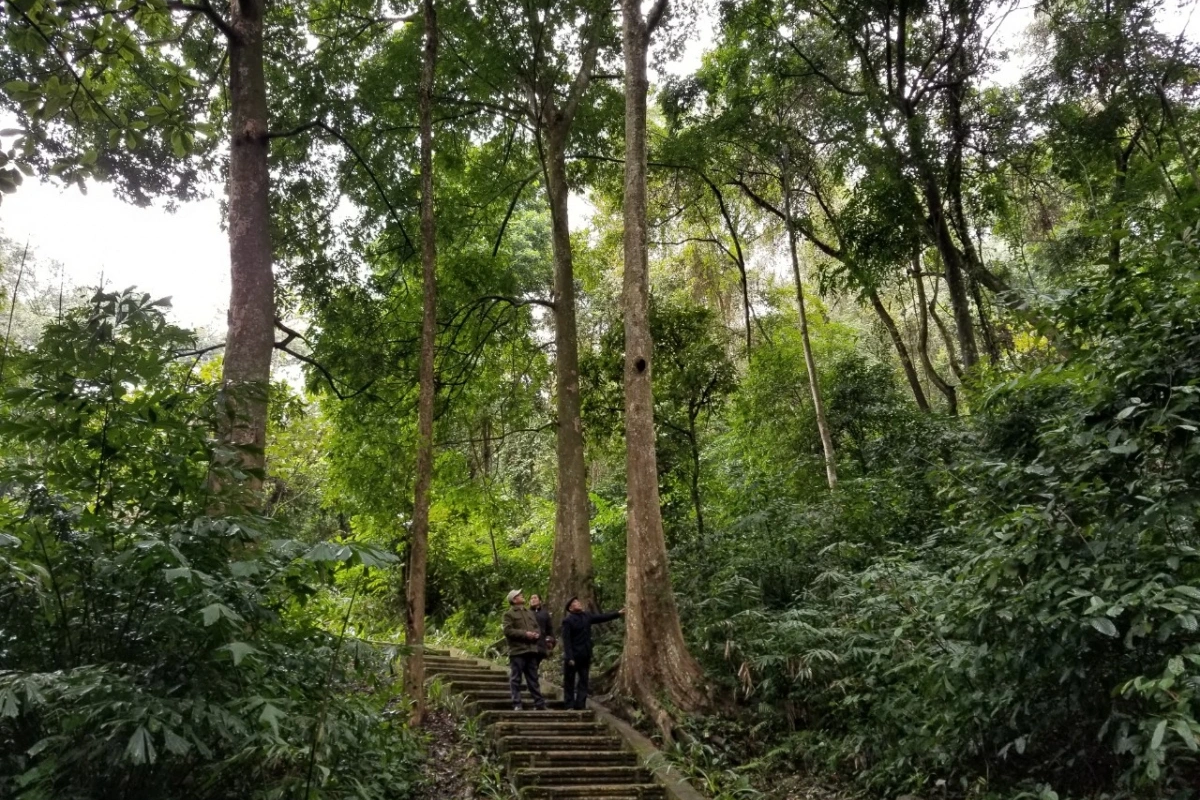 Tran Hung Dao Forest