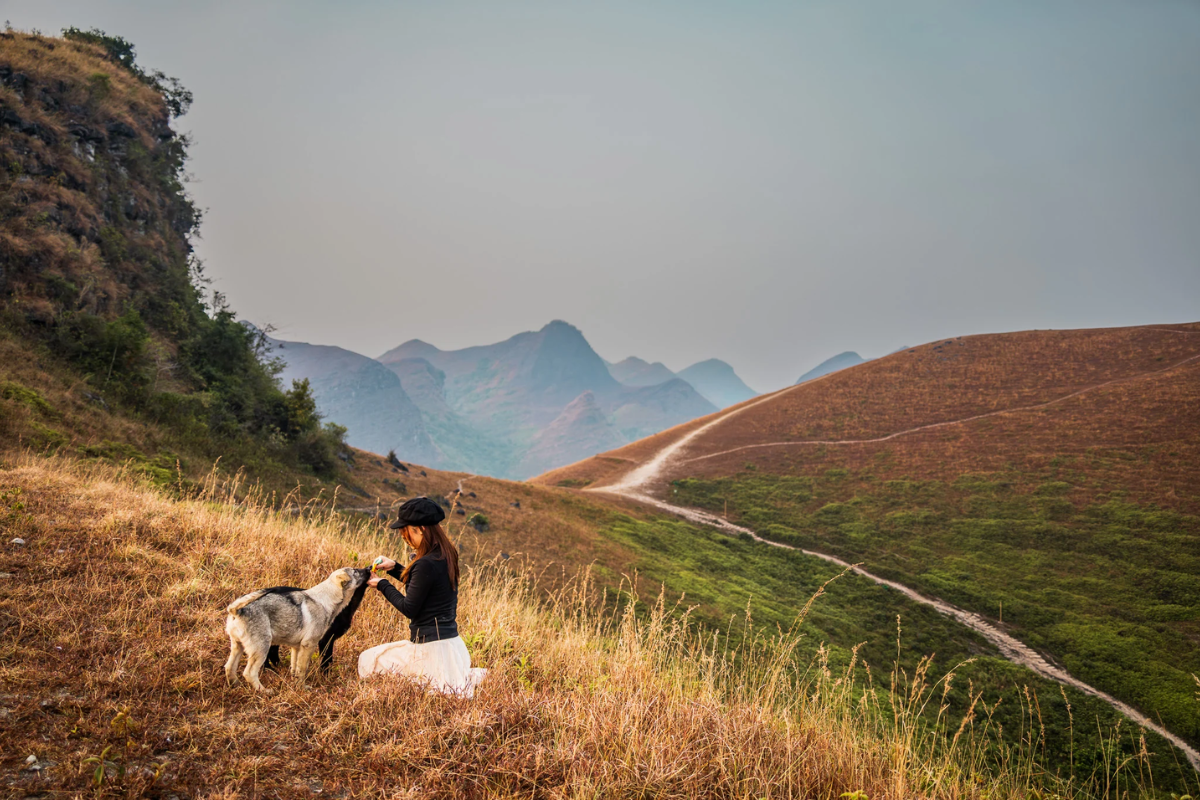 Golden grass hills of Vinh Quy glowing under the sunlight in Cao Bang