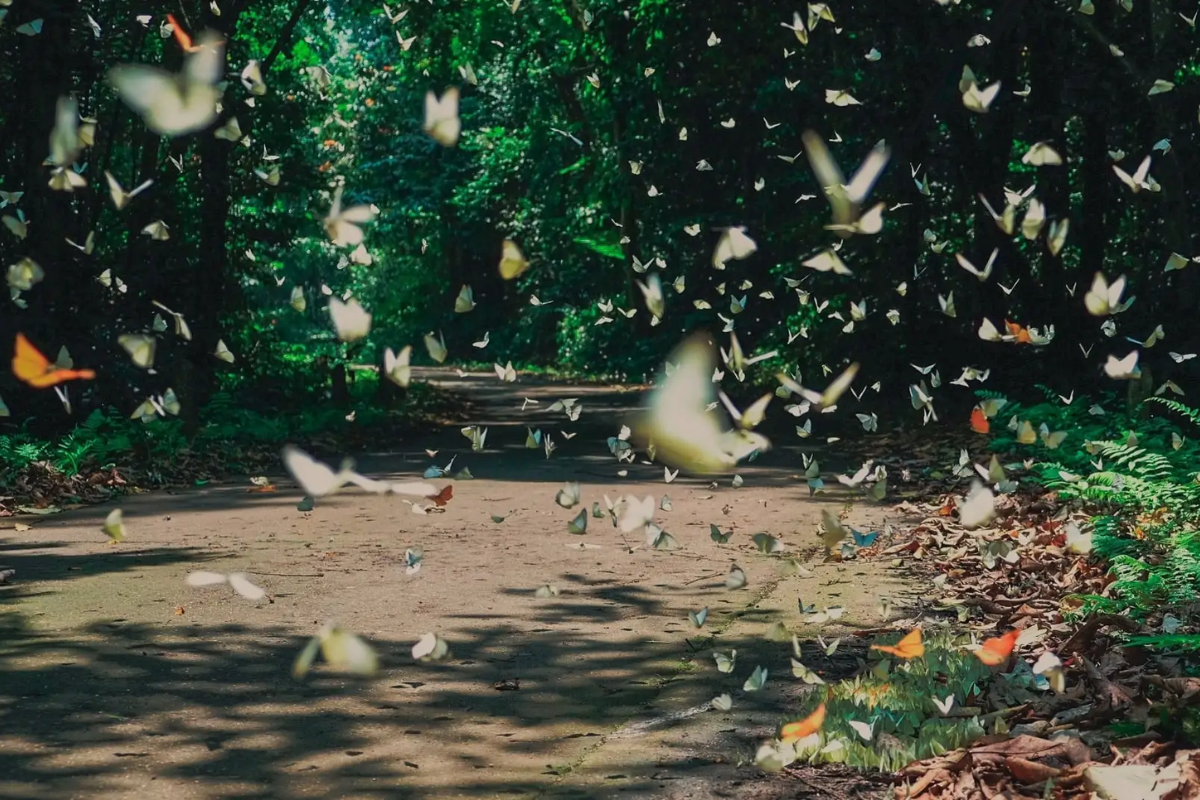 Butterflies in butterfly season in Cuc Phuong National Park