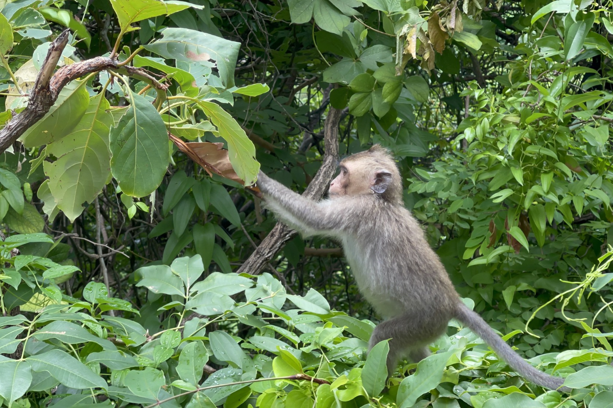 Monkey in Con Dao National Park