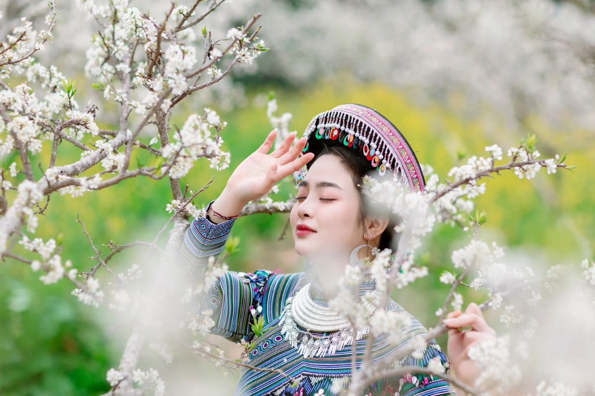 Plum blossoms in full bloom in Bac Ha during spring