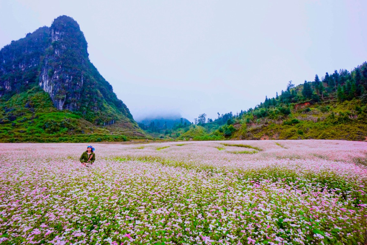 Scenic view of Ha Giang Loop in autumn with beautiful buckmeat flower