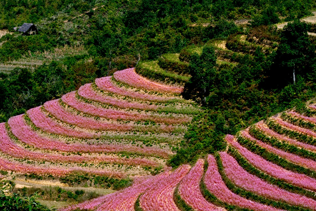 Fields of blooming flowers in Sapa