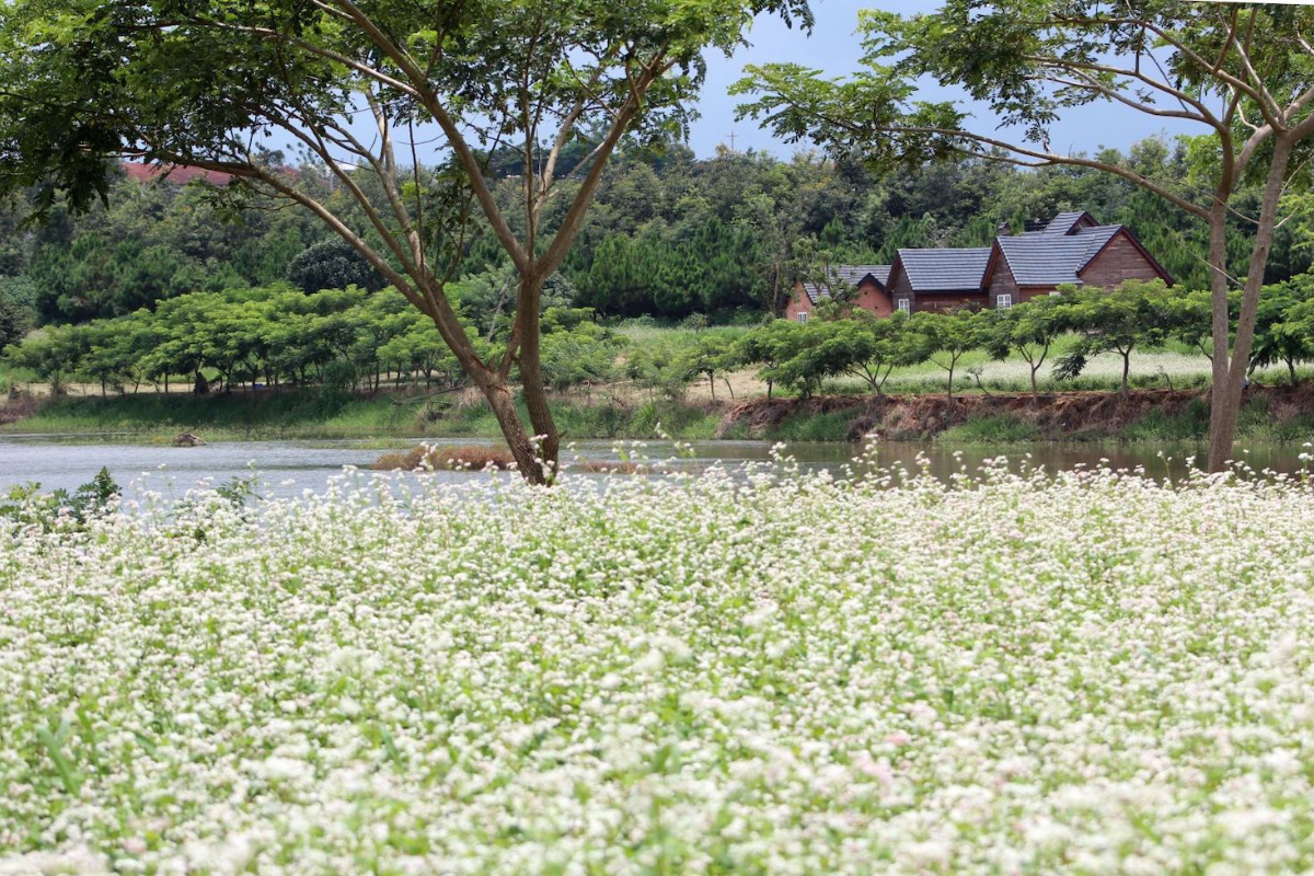 Close-up of blooming buckwheat flowers in a field near Da Lat