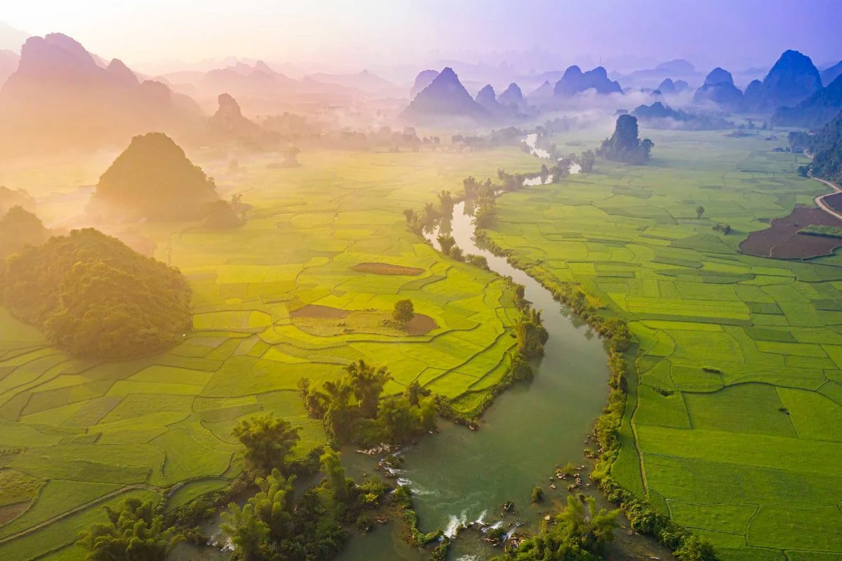 Lush green rice fields near Ban Gioc Waterfall in May