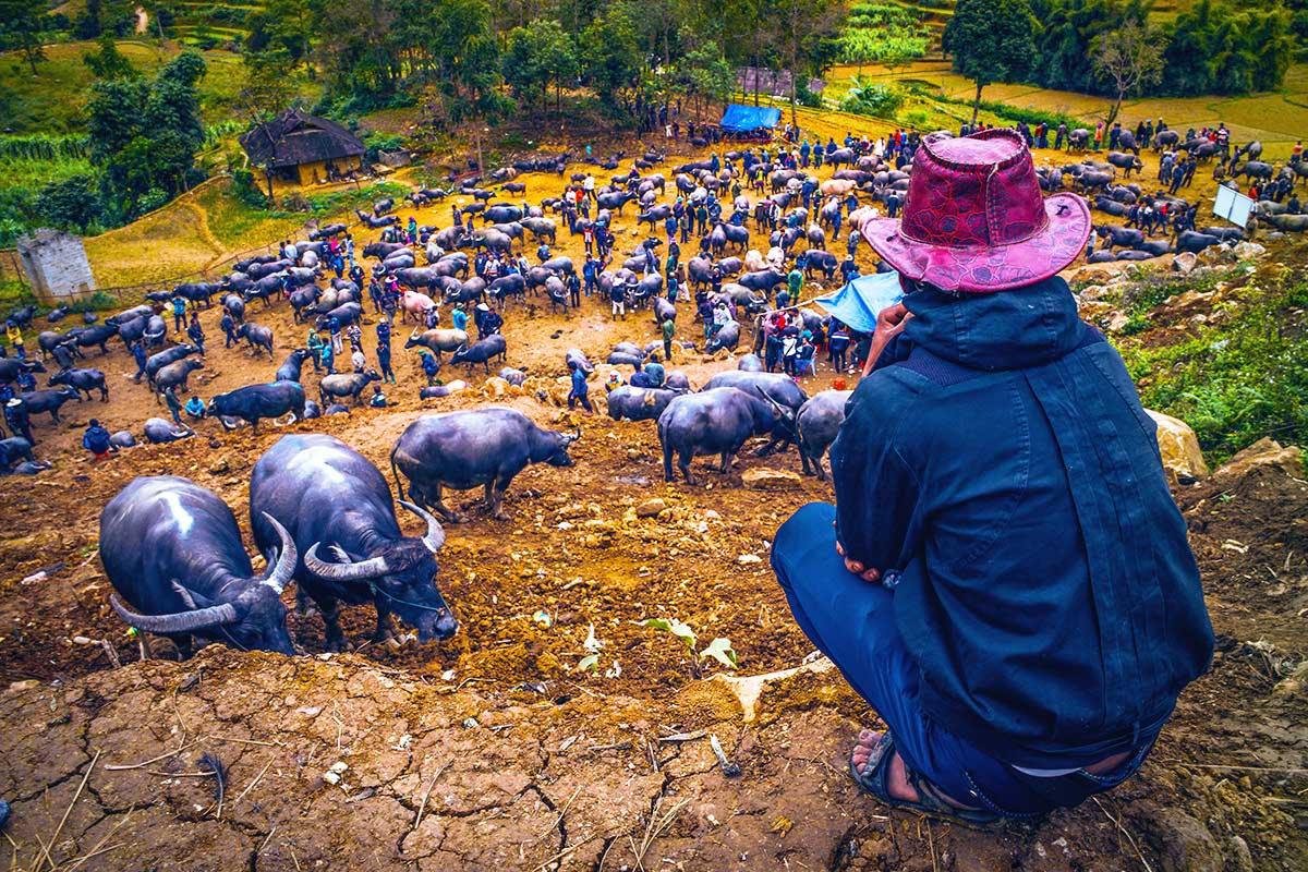Buffalo trading area at Can Cau Market with Hmong traders and red dirt road