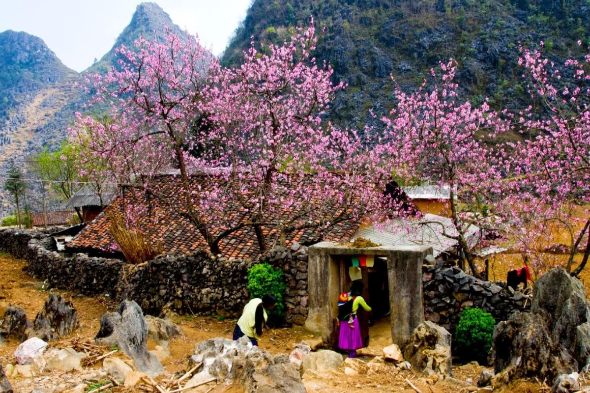 Cherry blossoms blooming in Sapa during December