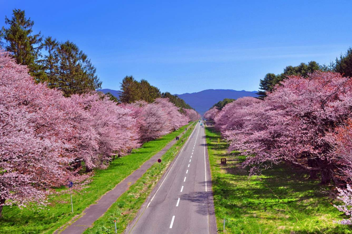A morning in Da Lat with cherry blossoms in full bloom