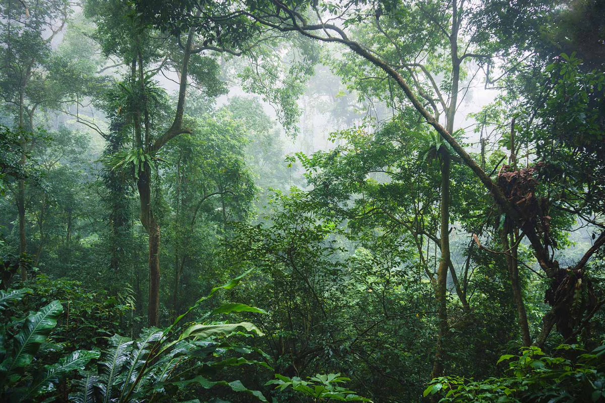 Dense green forest trail in Cuc Phuong National Park, Ninh Binh