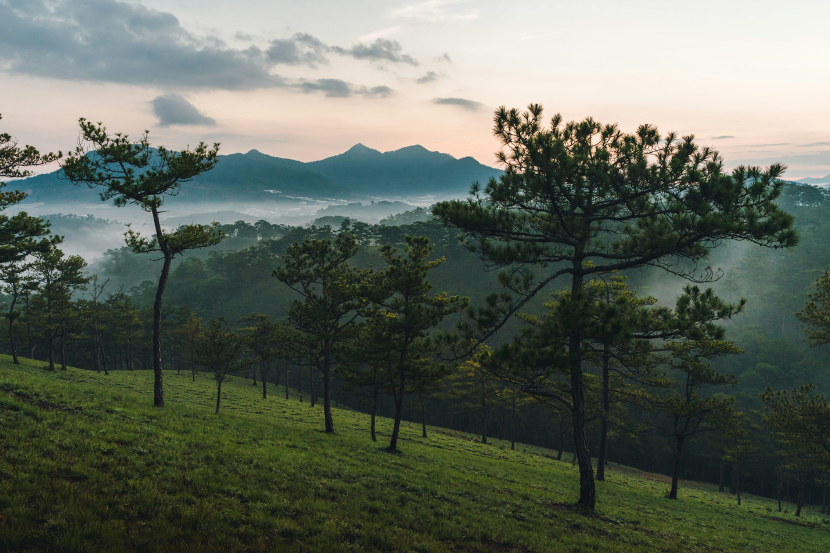 Misty morning view over pine-covered hills in Da Lat, Vietnam