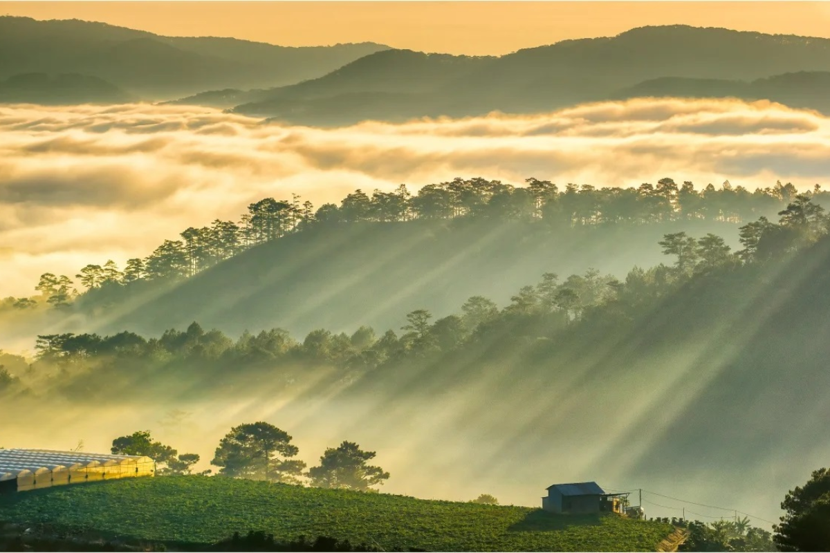 A misty mountain view of Da Lat with pine forests blanketed in clouds during July