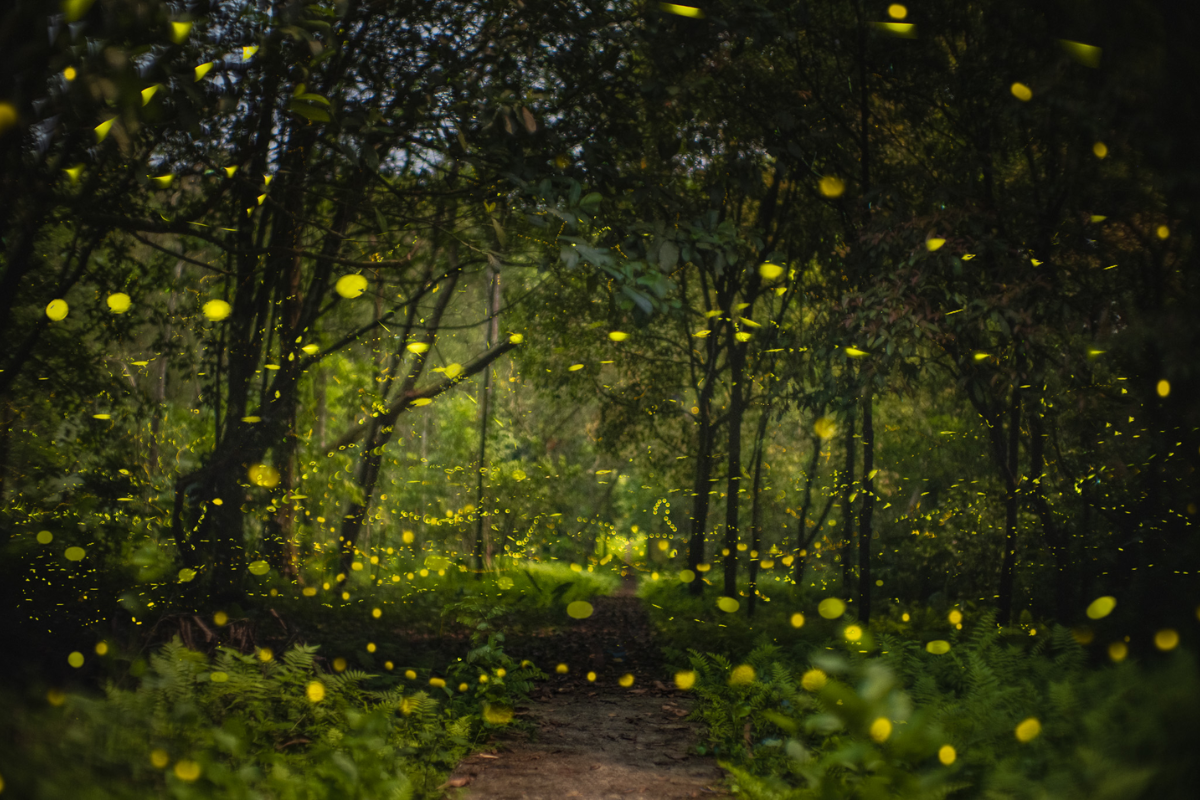 Magical fireflies glowing in the forest at night in Cuc Phuong