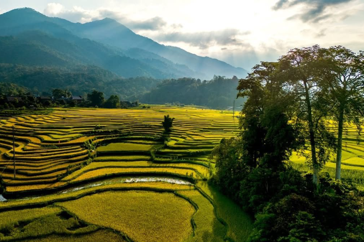Aerial view of Ha Thanh Village surrounded by rice fields and forested hills