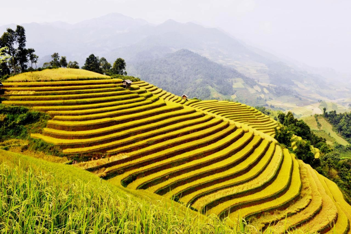 Ha Giang Loop in September with golden rice fields