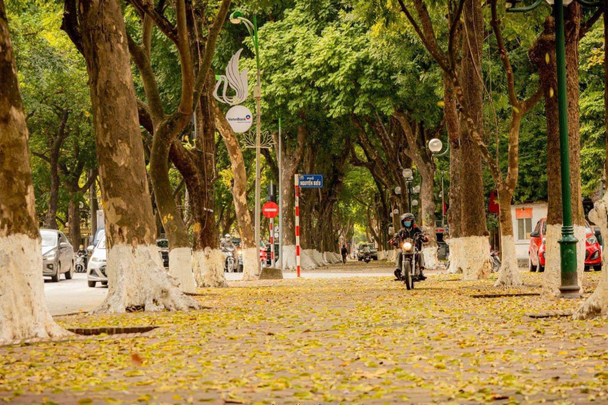 Quiet Hanoi street with yellow autumn leaves in September