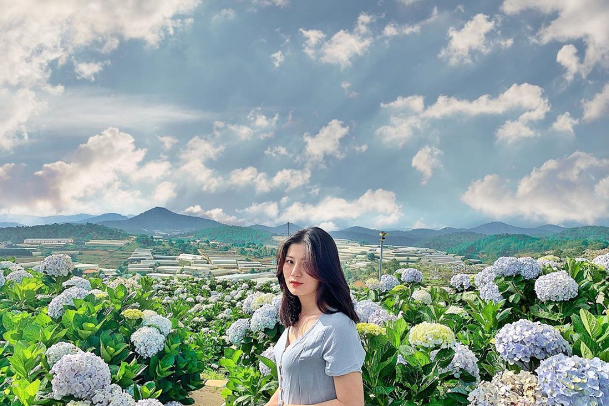 Colorful hydrangea fields in Da Lat