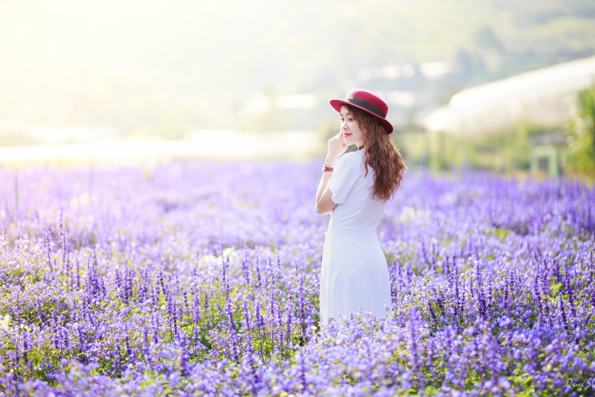 A lavender field in full bloom under a cloudy sky at Cau Dat Farm in Da Lat