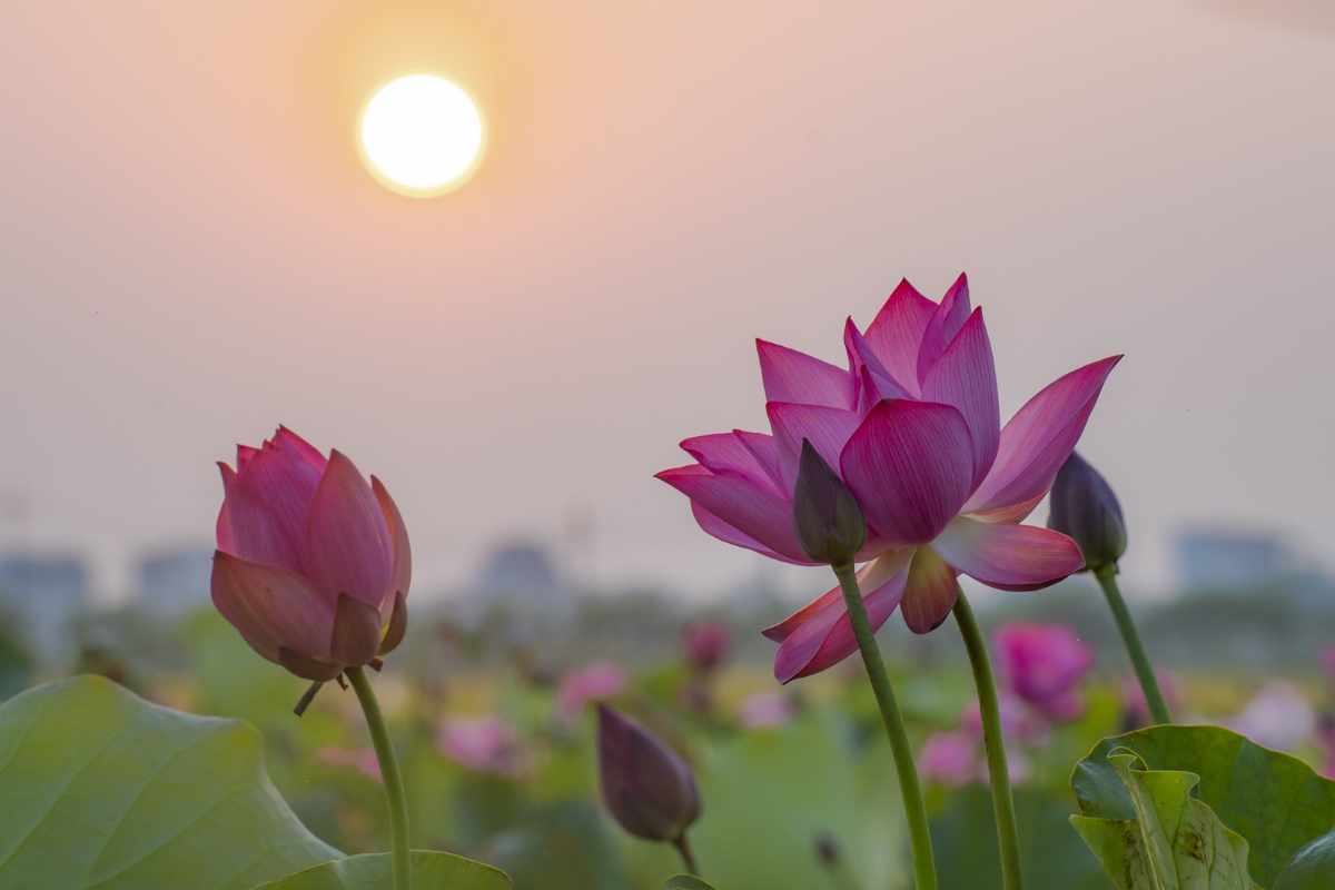 Lotus Flower blooming in May surrounding Citadel of Hue
