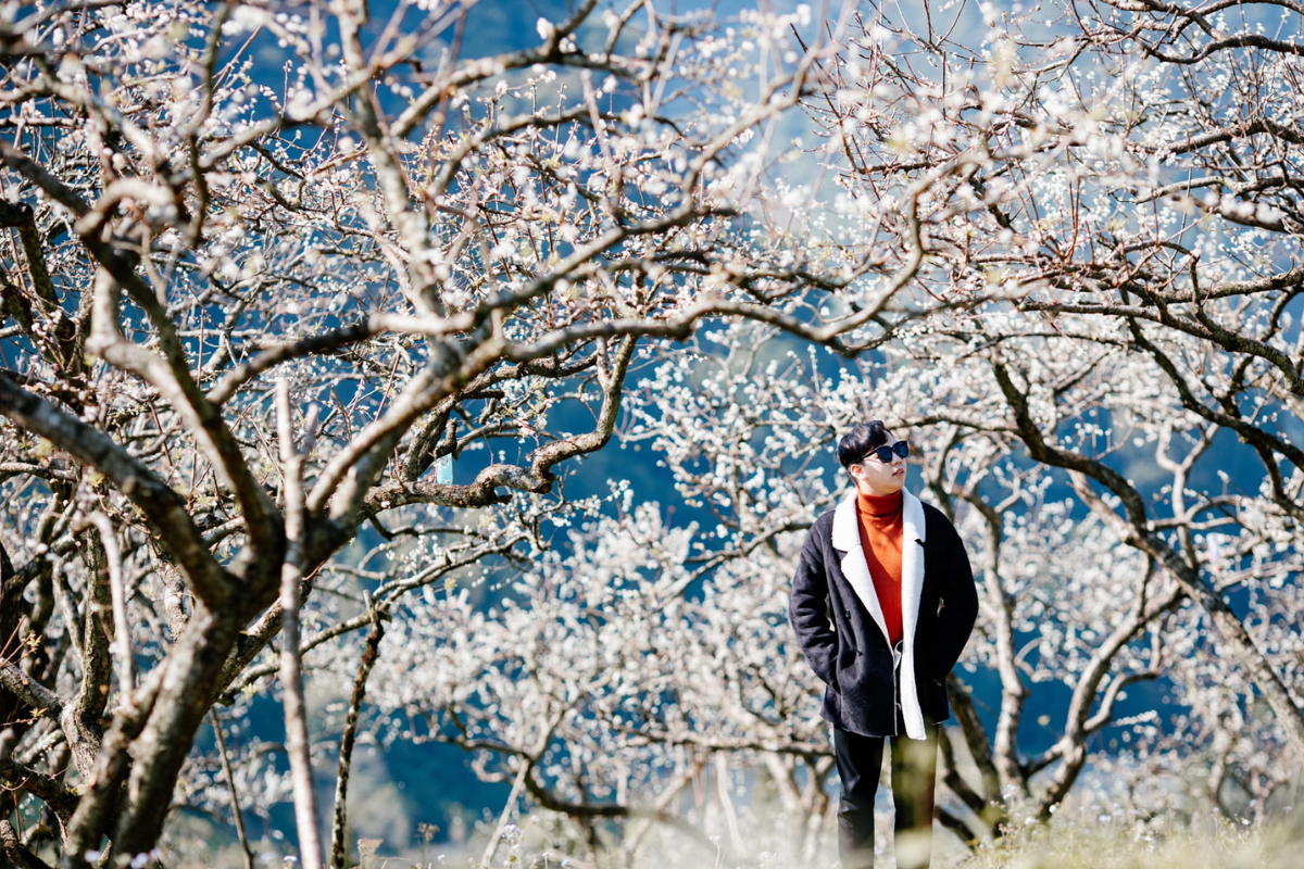 Moc Chau winter landscape with fog and blooming plum flowers